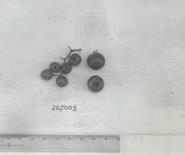 Click for 1 image(s) for this accession. FRUIT